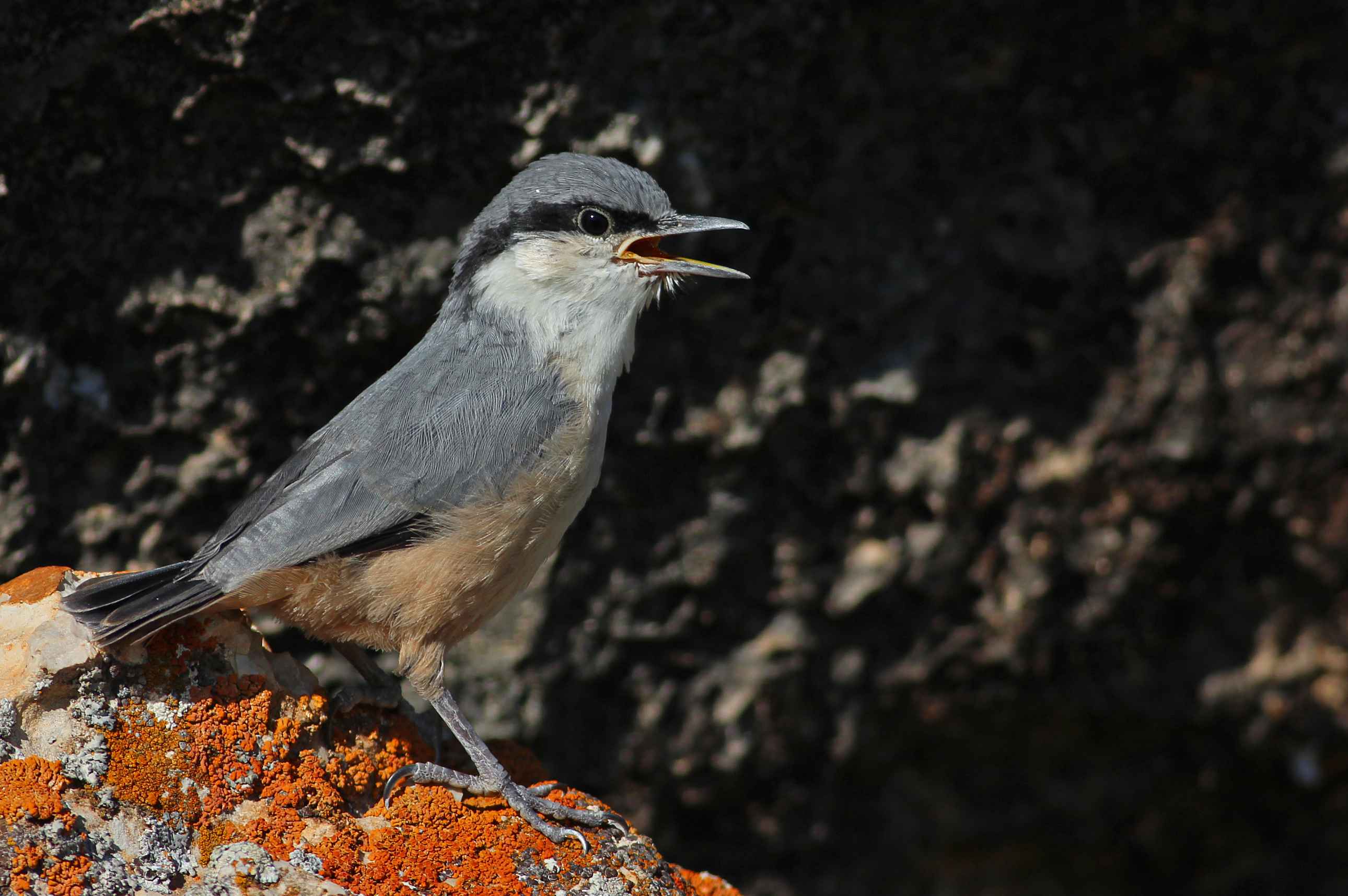 Western Rock Nuthatch